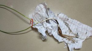 Yellow Rain Lily Flowers Bulb