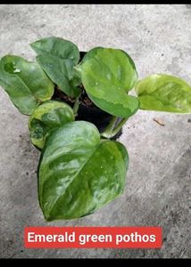 Mix Plants Combo Offer