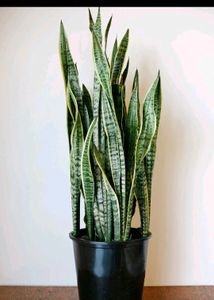 Original Snake Plant