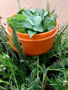 Henna Leaves ,Stems,Seeds Also Available Combo