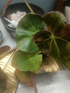 Begonia Plant with Decorative Pot