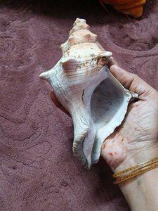 Beautiful Conch Shell