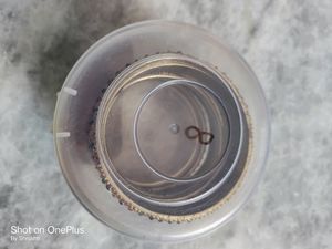 2.8 Size Heavy Bangles