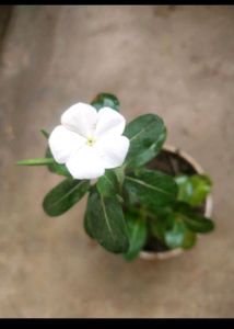 Vinca Flower Plant