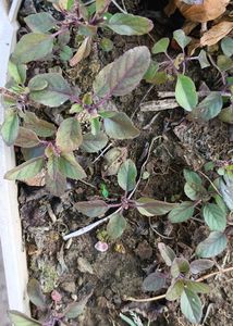 Combo Of 1 Aloevera And 2 Tulsi Plant