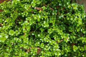Mini Jade Succulent