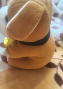 Dog Teddy 🐕