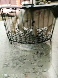 Metal Storage Basket