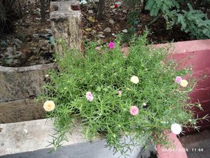 Table Rose