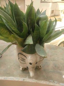 Bird Next Snak Plant With Root