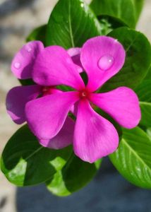 VINCA FLOWER PLANT WITH ROOTS