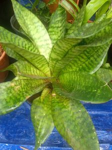 Snake Plant