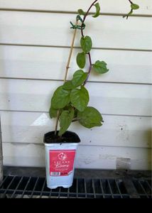 Malabar Spinach (Basella alba),