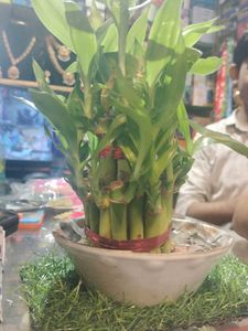 Money Plant