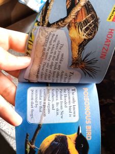 Birds Fact Digest 📖