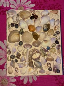 Seashell Collection