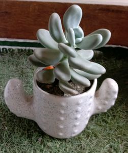 Succulent Plant With Ceremic Pot