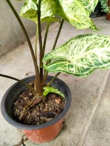 Assorted Plants