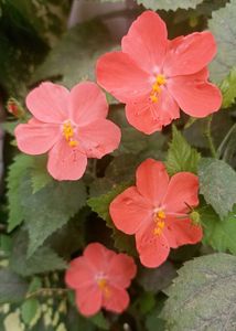 Beautiful Flowering plants seeds