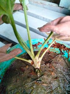 Air Purifying Snygonuims N Peperomia Combo