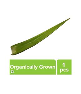 FRESH ALOEVERA , ORGANICALLY GROWN WITHOUT ANY CHEMICALS AND ETC, PURE AND NATURAL