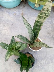 Snake Plant Combo