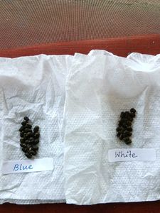 Combo Blue & White Aparajita Seeds
