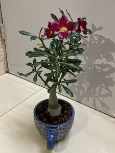 Bonsai  Adenium
