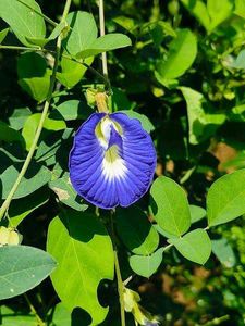 60 seeds combo flowers