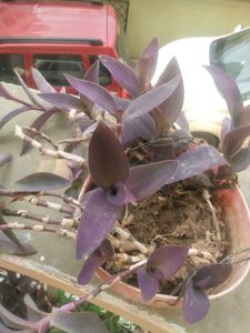 Purple Heart Full Pot With Root
