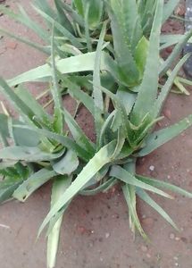 Fresh AloeVera Piece/ Gel