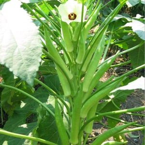 Hybrid Green Bhindi Ladyfinger