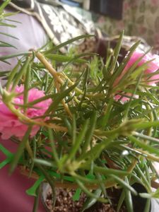Button Rose Or Time Flower In The Shape Of Bonsai