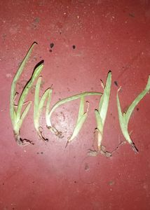 Aloevera Plants (6 Plants)