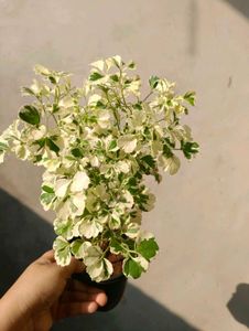 Varigated Aralia With Pot