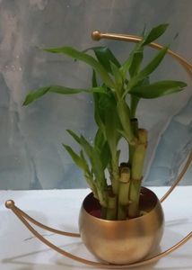 Golden Candle Holders (only 1)