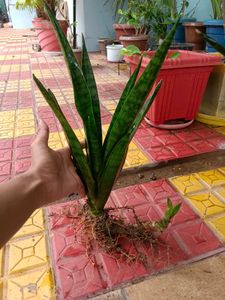 Snake Plant