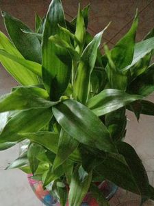 It&#39;s A Live 3 Layyar Luccky Bamboo Plant...