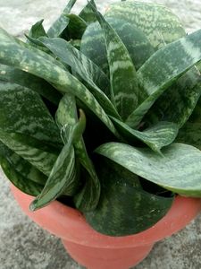Snake Plant with pot