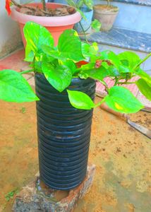 Combo Plant