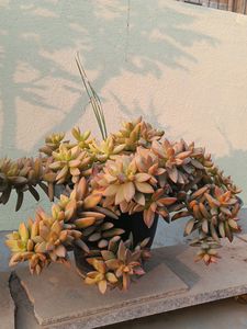 Real plant
