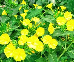 Unique 5o&#39;clock 🕔Yellow 💛 Colour Flower Seeds.