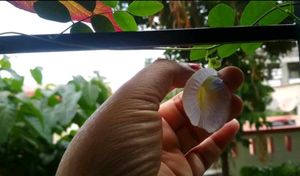White Aparajita Seeds