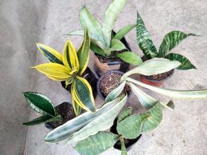 Good Sizes Sansevierias Combo