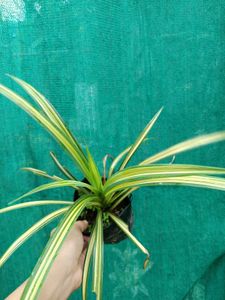 Veitchii Plant