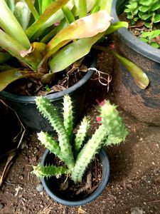 5 Set Of Very Healthy Plants