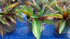 Mixed Verity Of Plants