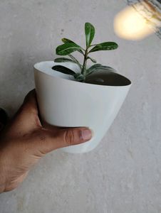 Adenium With Pot &amp; 3 Plant