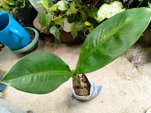 Air Purifying Indoor Plants