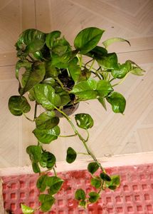 2 Set Money &amp; Pandanus veitchii Plants